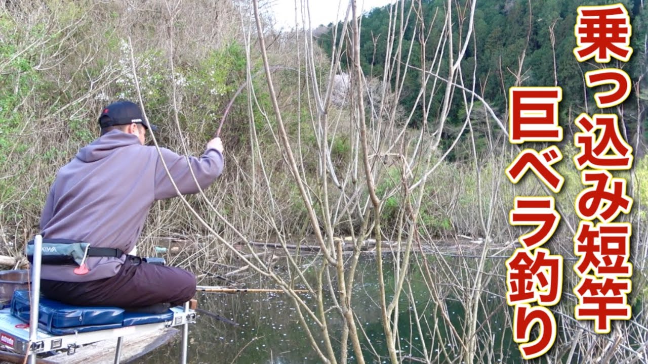 山奥のダム湖で短竿で乗っ込み巨ベラを釣り上げる【藤井川ダム】