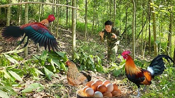 Detect wild chicken eggs, set traps, catch wild chickens to raise and breed, survival skills