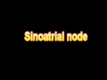 What Is The Definition Of Sinoatrial node Medical School Terminology Dictionary