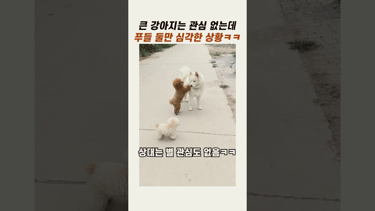 푸들 두마리만 심각한 상황 #토이푸들 #웃긴강아지 #댕댕이