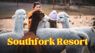 The BEST Airbnb for Families in Tasmania? Southfork Resort! Alpacas, Pool, Hot Tub and Tennis Court!