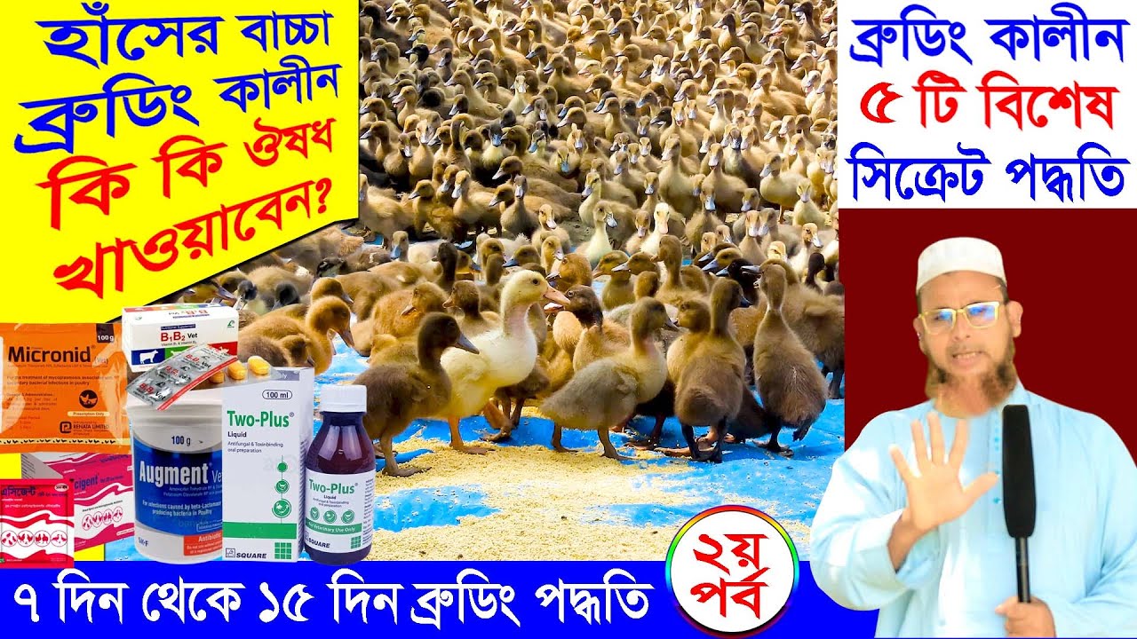 হাঁসের বাচ্চা ব্রুডিং এর ৫টি সিক্রেট পদ্ধতি | ৭ দিন থেকে ১৫ দিন ব্রুডিং |শাহজালাল হাঁসের খামার