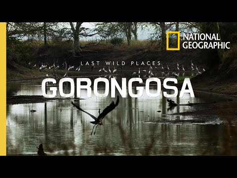 Last Wild Places: Gorongosa | National Geographic