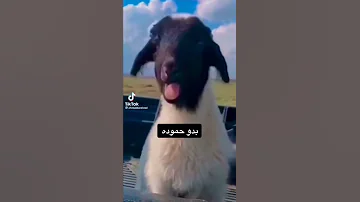 لكل شخص بنادوله حمودة هههههه 