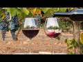 Episodio 22  vinos franceses del rdano  vino para principiantes