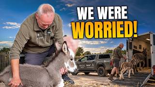 Our Mini Donkey Doris Was Rushed to Hospital