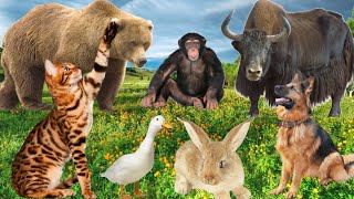 Cute Funny Animals:Cat,Dog, Duck,Bear, Monkey, Rabbit Other animals Sounds by Animal Moments  2,045 views 3 months ago 7 minutes, 4 seconds