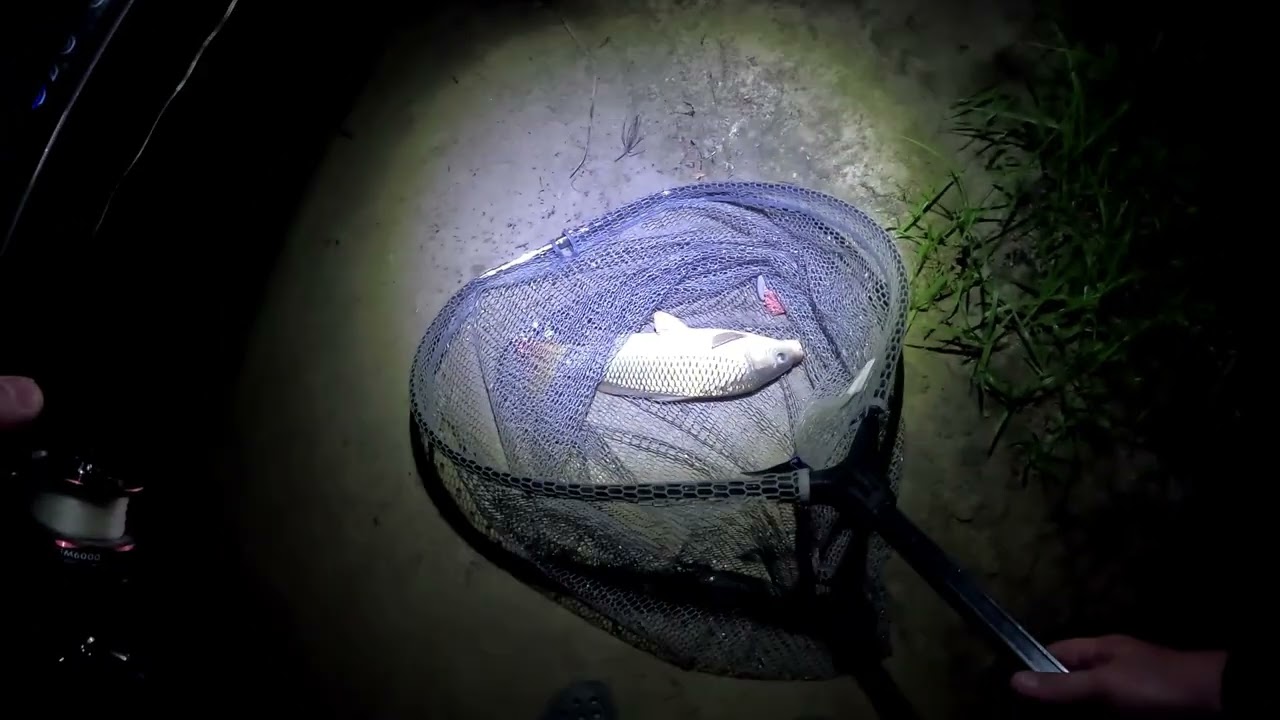 Рыбалка на реке Дон! Разведка новых мест! Бешеный клев САЗАНА!!!