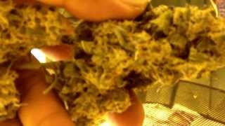 Aquaponic of medical marihuana #10