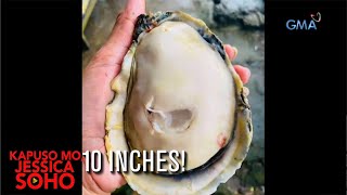 Kapuso Mo, Jessica Soho: Giant shellfish, tikman!