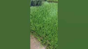 🎉#doleader #landscapegrass can be #customized in various specifications. 💚#artificialgrass #supply
