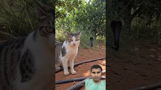 malkin Ne Aaj bacha liya #comedy #timelapse #gadgets #funny #dailyessentials #humor