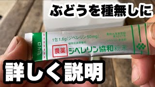 「ぶどうの作業」ジベレリンの使い方を詳しく解説