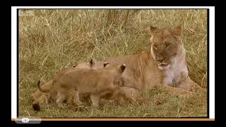 Neural Basis of Infanticide Behavior Seen in Animals