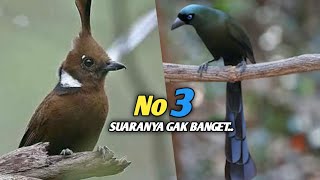 5 Beautiful Bird Species With Terrible  That Keep People From Keeping Them