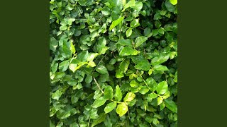 All We Could've Been