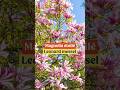 Magnolia Leonard Messel L Un Des Plus Beaux Magnolias Pour Le Jardin mp3