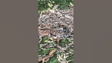 Rắn nước cắn rắn cạp nia #digging_a_hole_to_catch_snake #bắt_rắn #snake_trap #săn_bắt