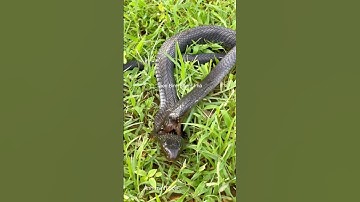 Rắn có kháng được nọc độc của chính nó #shortvideo #thưgiãn #snake