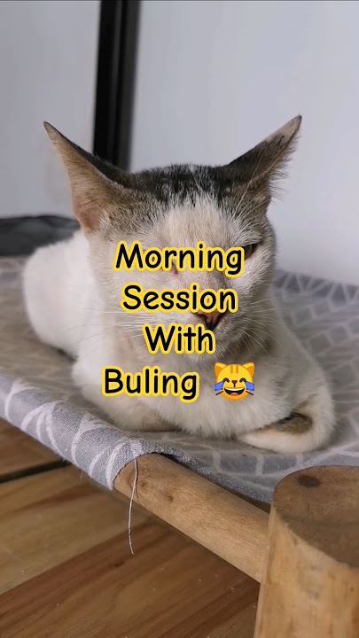 morning cleaning session with buling 😹 #cats #puspincat #catlover #cute #shortsvideo #fyp #pets
