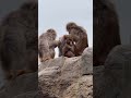パンチ君が一番目立つ存在。punch君最顯眼最可愛 #punch #市川市動植物園