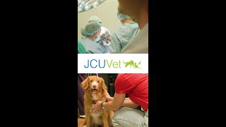 JCUVet
