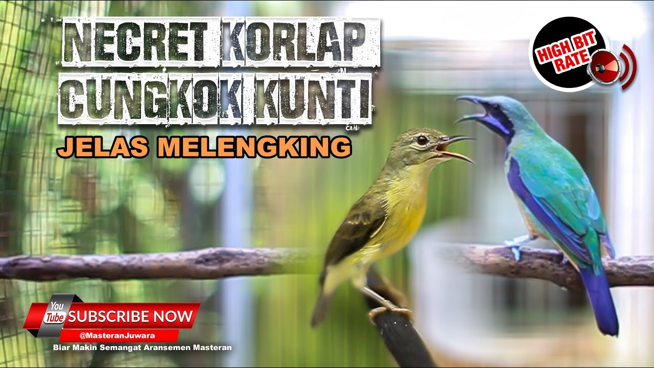 🔴Kolibri Manggar Gacor Necret vs Cucak Cungkok Gacor Kunti