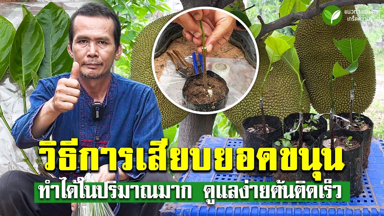 เทคนิคการเสียบยอดขนุน ให้ติดทุกต้น #ต้นขนุน #เสียบยอด #แนวทางเกษตร #อนิติ