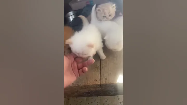 Video 1549861: persian cat pure breed, female persian cat breeding, persian cat male female