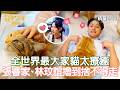 【花甲少年趣旅行】全世界最大家貓太療癒 張睿家、林玟誼擼到捨不得走