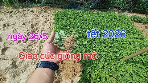 Cúc mô pha lê đại đóa giao khách nhân giống tết 2026