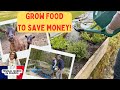 Grow food to save money thriftyliving savemoney homestead growfood goat donkey