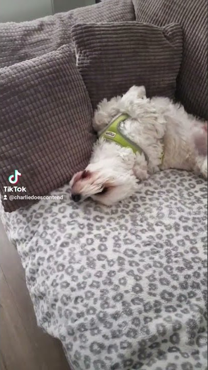 Sorry Charlie. 😬 #youtubeshorts #viral #cavashon #sorry #funnyvideo