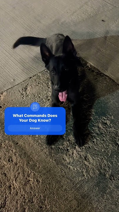 What Commands Does Your Dog Know YouTube what-commands-does-your-dog-know-youtube