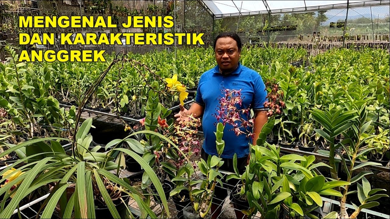 Cara Mengenali Jenis Anggrek dan Karakteristiknya, Moda… — Transcript