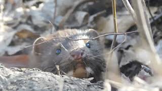 Curious mink takes a peek.