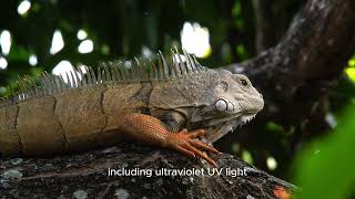 Amazing Iguanas