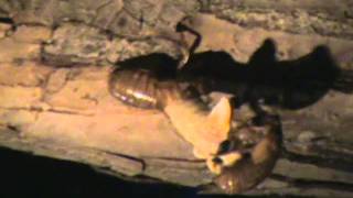 Cicada nymphs emerging in Chicago in 2007 (Brood XIII, Magicicada)