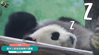 20230611 圓仔三度來回破解行豐罐，睡醒爛床的樣子真的可愛到犯規 The Giant Panda Yuan Zai