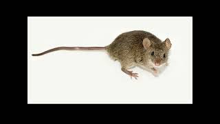 APES Unit 4-1B Species Interactions, Ecological Succession, and Population Control