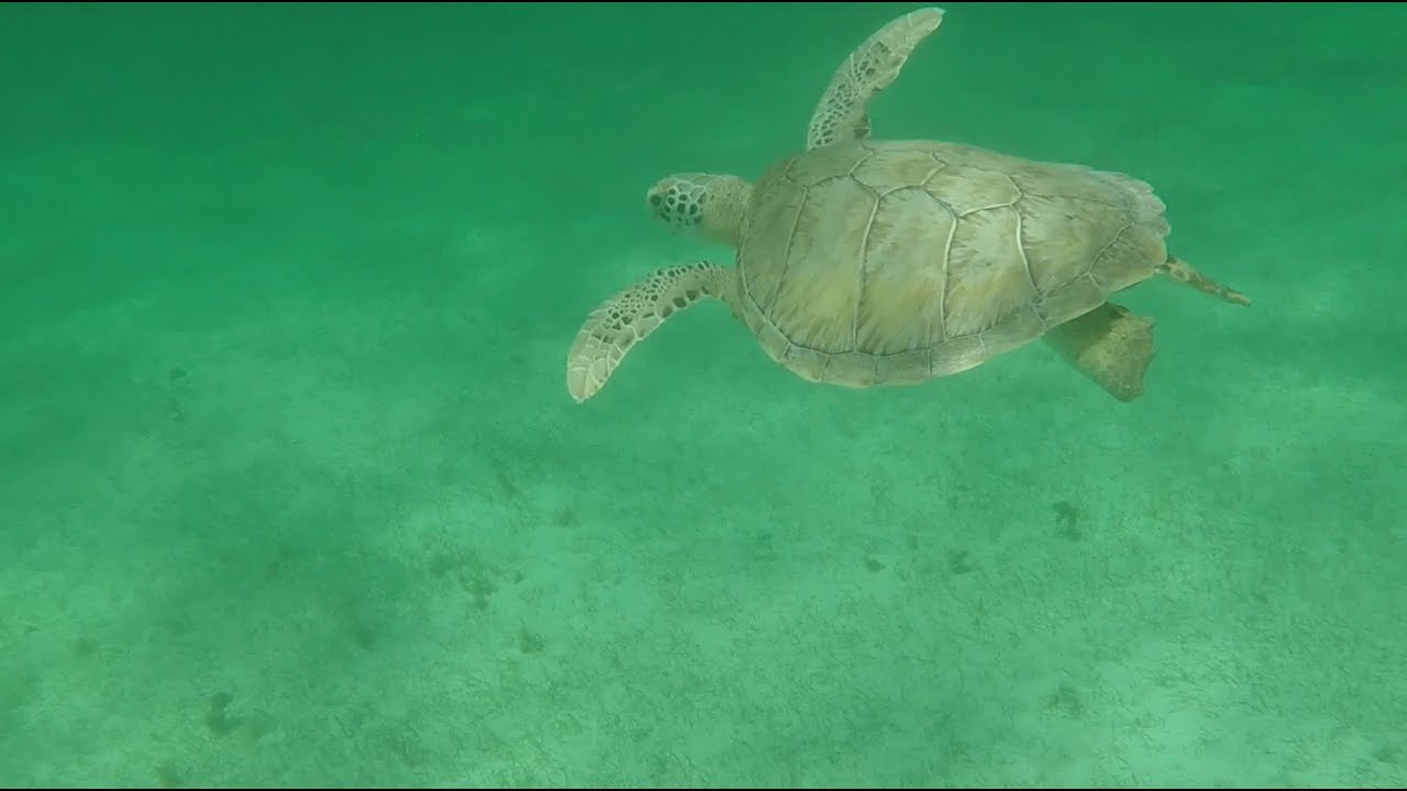 E20: Man Apprehended During Break-in on Boat Next To Me and Turtles in Tobago Cays