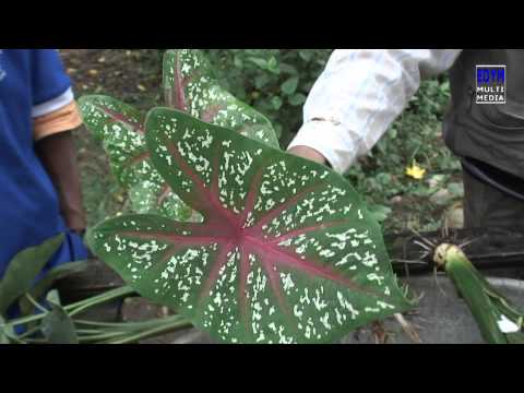 Mafafa Xanthosoma Robustum Mafafa Xanthosoma Robustum