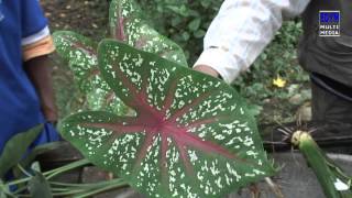 Uncuchas de Monte * Xanthosoma sagittifolium