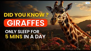 😯DID YOU KNOW? Giraffes Sleep ONLY 5 Mins In a Day?🦒| Letstute