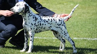 Jackson 6 months old Wins Breed and Puppy in Group! by Adam Booth 185 views 8 months ago 1 minute, 3 seconds