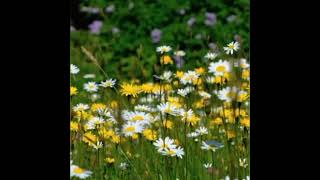 Yolcuyuz... Bu Dünyada Resimi