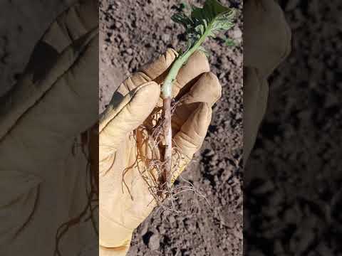 Video: Pudrición algodonosa de la raíz de la batata: reconocimiento de la pudrición de la raíz por Phymatotrichum de la batata