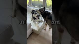 Dogs Did A Great Job For 48 Hours Of The New Year