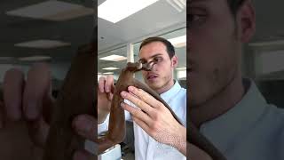 Chocolate pterodactyl! My favourite Dinosaur as a child! 😍👩‍🍳 Tiktok amauryguichon