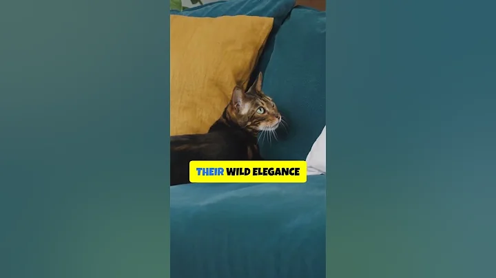 Watch the video about Egyptian Mau